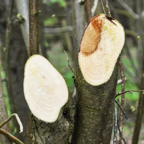 Tree trimming equipment