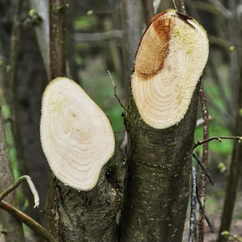Prune orchard trees with a smooth cut