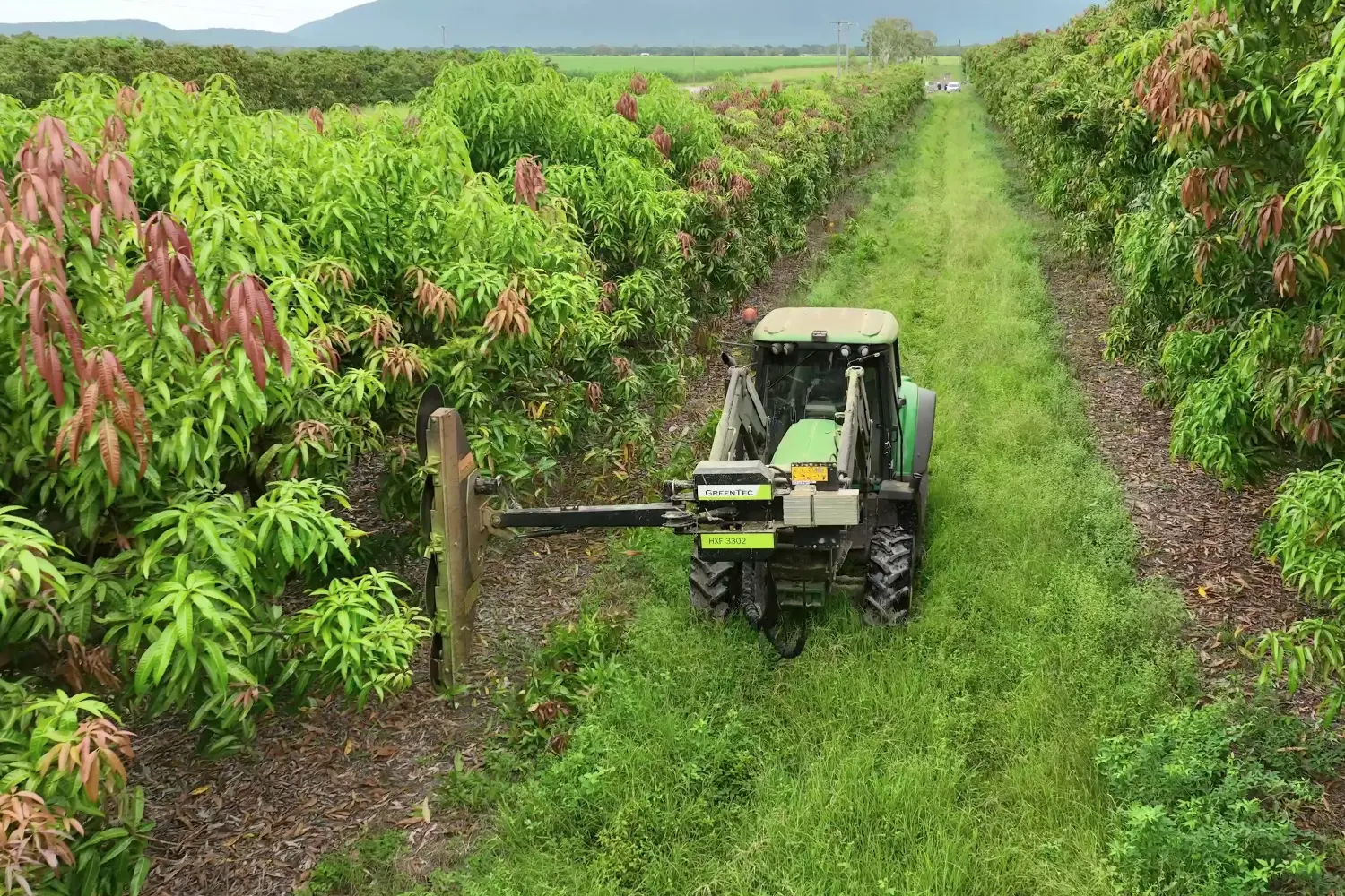 Astsäge für Obstgarten
