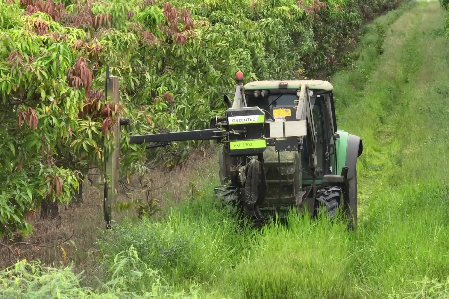 Obstgartenpflege mit Säge